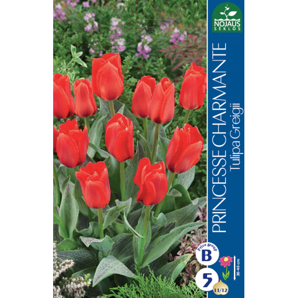 Tulpes PRINCESS CHARMANTE 11/12 5 gab.