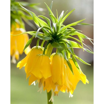 Fritilārijas LUTEA, 1 gab.