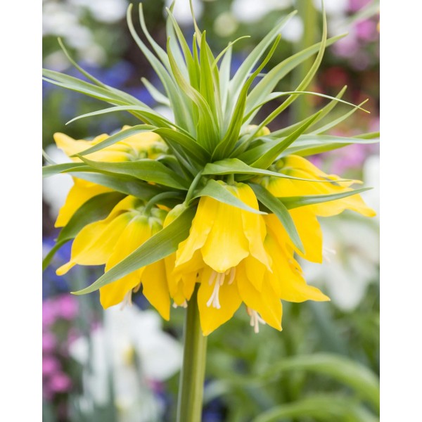 Fritilārijas LUTEA, 1 gab.