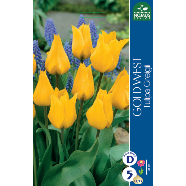 Tulpes GOLD WEST 11/12 5 gab