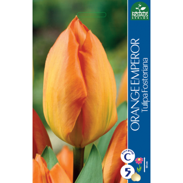 Tulpes ORANGE EMPEROR 11/12...