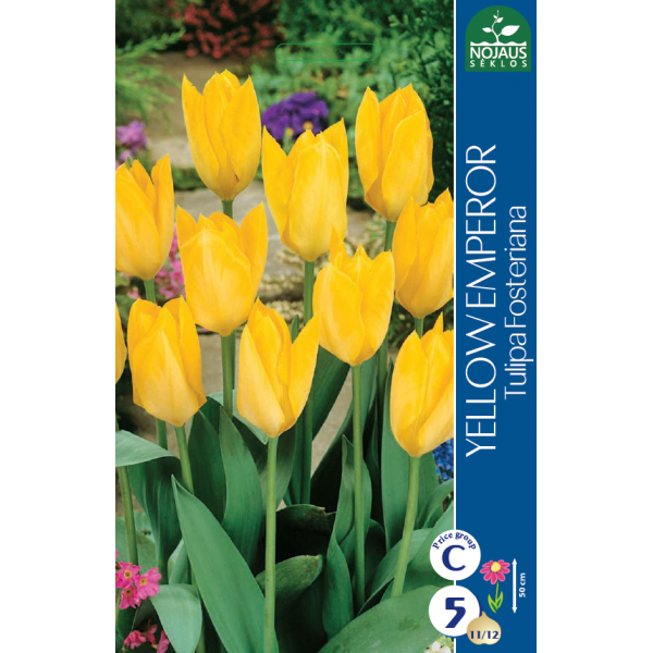 Tulpes YELLOW EMPEROR 11/12 5 gab.