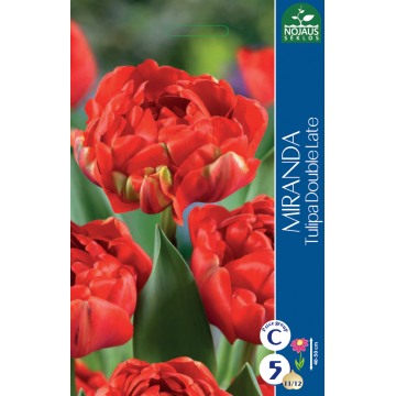 Tulpes MIRANDA 11/12 5 gab