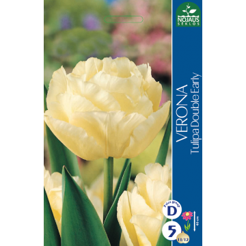 Tulps VERONA 11/12 5 gab.