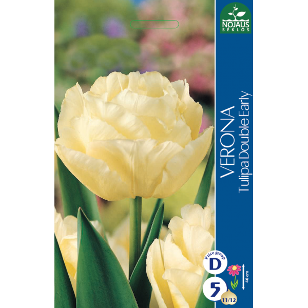 Tulps VERONA 11/12 5 gab.
