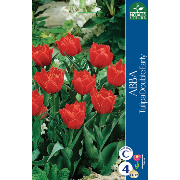 Tulpes ABBA 11/12 4 gab.