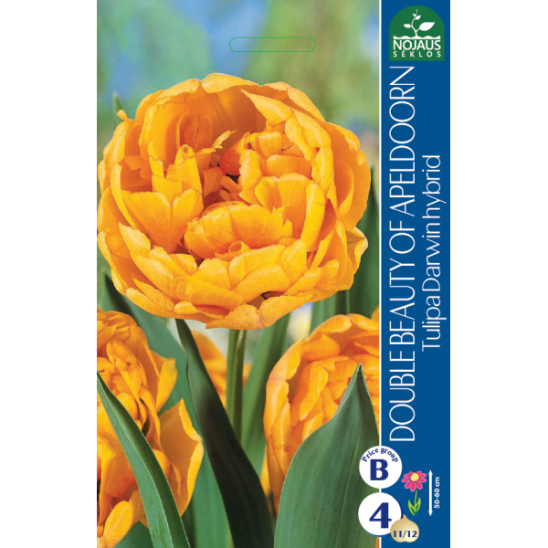 Tulpes DOUBLE BEAUTY OF APELDOORN 11/12 4 gab.