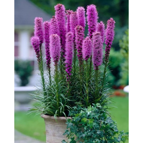 Liatris Spicata 10 gab