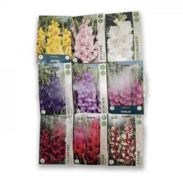 Sīpolu ziedu komplekts NOJUS SEKLAS "Gladiolas komplekts"