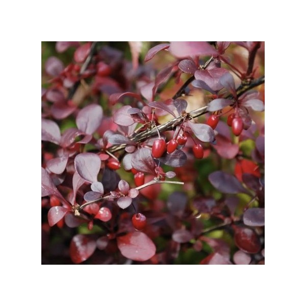 Bārbala Dart's Red
