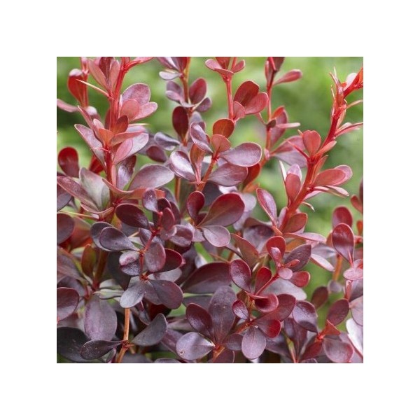 Bārbala Dart's Red