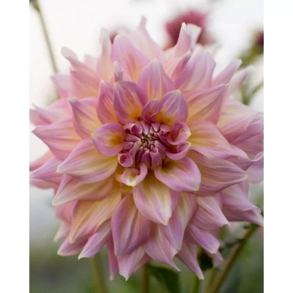 Jurginai `STRAWBERRY ICE` IIgr. 1sv 8909