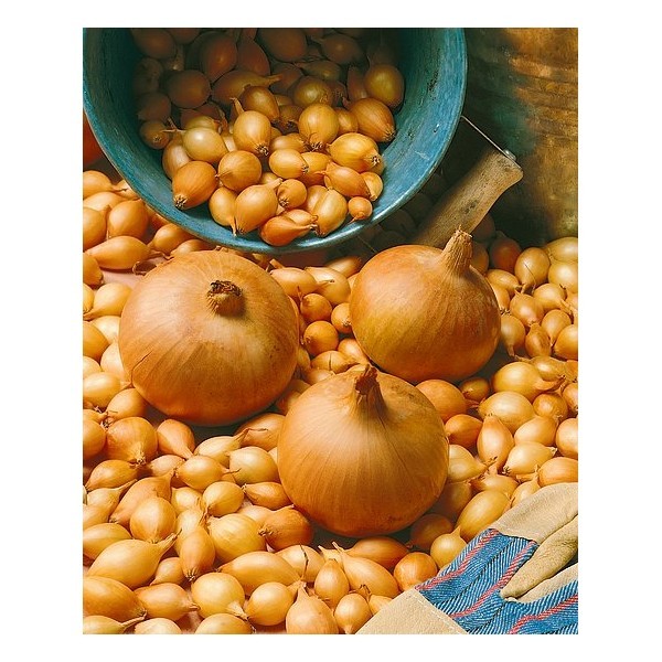 STURON 21/24 VĖLYVI SVOGŪNŲ SODINUKAI, (1KG)