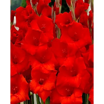 Gladiolas Manhattan 50gab...