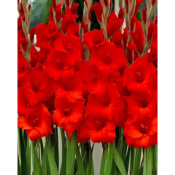 Gladiolas Manhattan 50gab MEGA PACK
