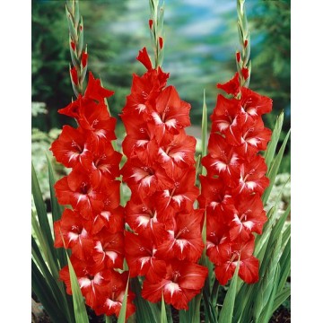 Gladiolas Traderhorn 50gab...