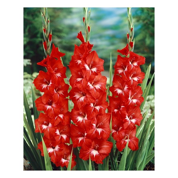 Gladiolas Traderhorn 50gab MEGA PACK