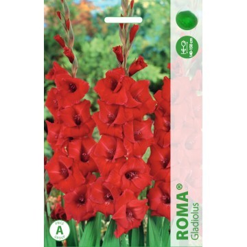 Gladiolas Roma 50gab MEGA PACK