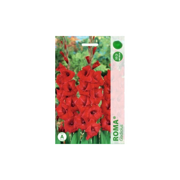 Gladiolas Roma 50gab MEGA PACK