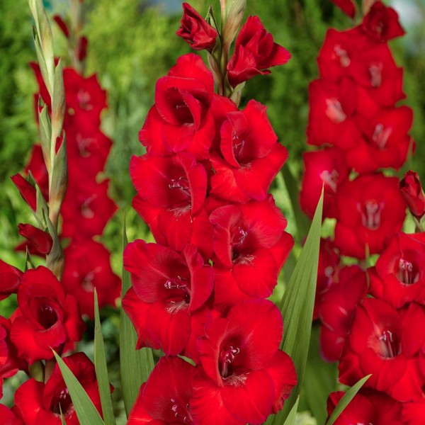 Gladiolas Roma 50gab MEGA PACK