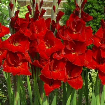 Gladiolas Fortuna Red 50gab...