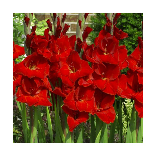 Gladiolas Fortuna Red 50gab MEGA PACK