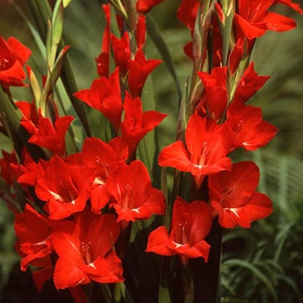 Gladiolas Fortuna Red 50gab MEGA PACK