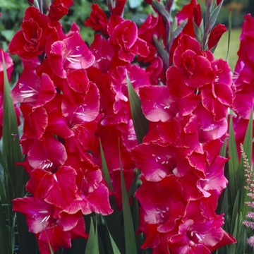 Gladiolas After Shock 50gab...