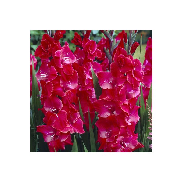 Gladiolas After Shock 50gab MEGA PACK