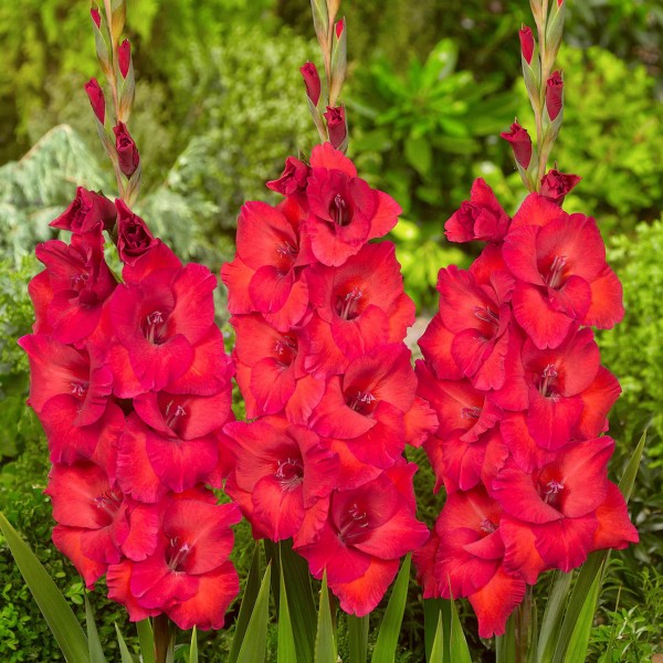 Gladiolas After Shock 50gab MEGA PACK