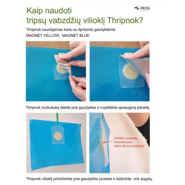 Thripnok Thrips kukaiņu pievilinātājs , 1 gab.