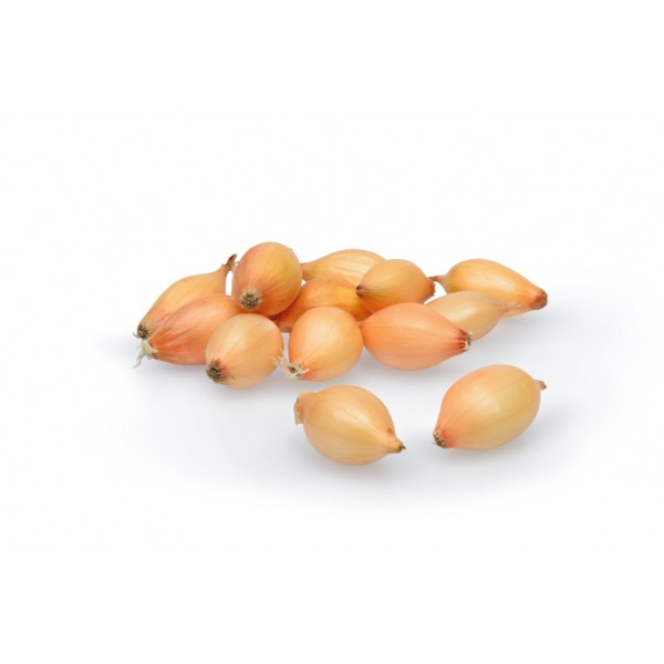 Sīpolu stādi Senshyu ziema/rudens 14/21 1kg