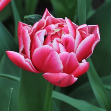Tulpes COLUMBUS, 5 sīpoli