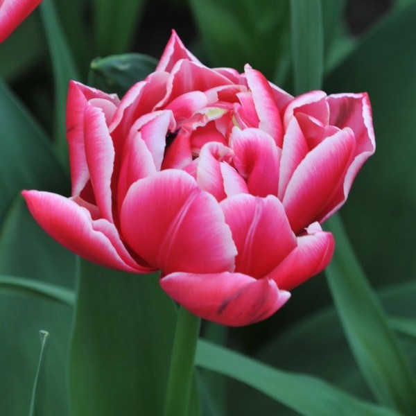 Tulpes COLUMBUS, 5 sīpoli