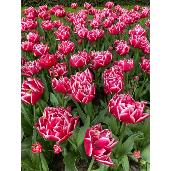 Tulpes COLUMBUS, 5 sīpoli
