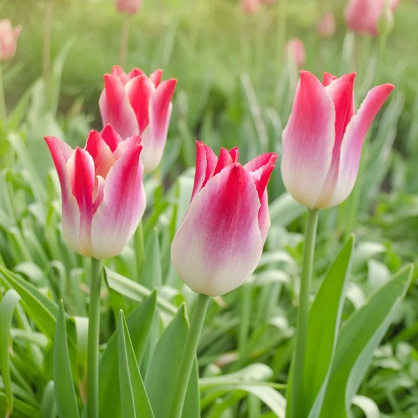 Tulpes WHISPERING DREAM 5 gab.