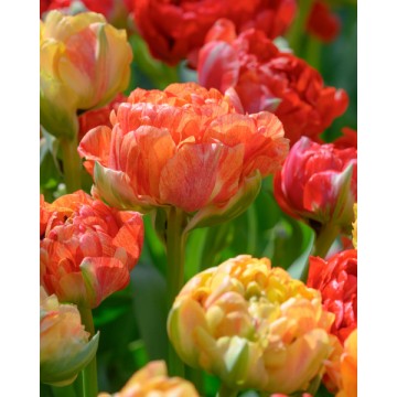 Tulpes GUDOSNIK DOUBLE 5 gab.