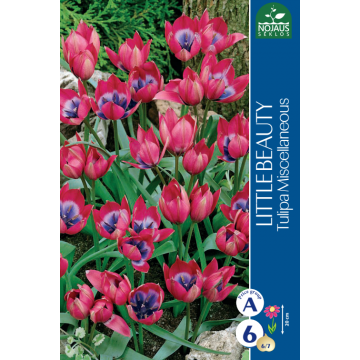 Tulpes LITTLE BEAUTY, 8 sīpoli