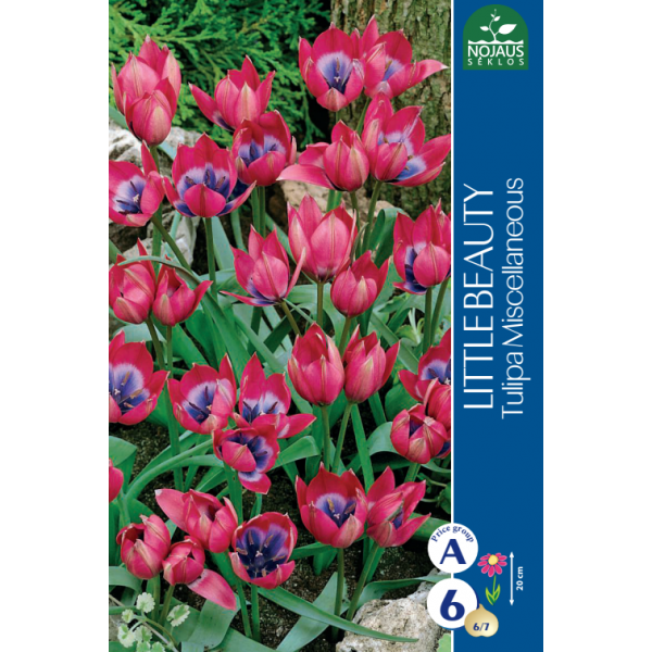 Tulpes LITTLE BEAUTY, 8 sīpoli