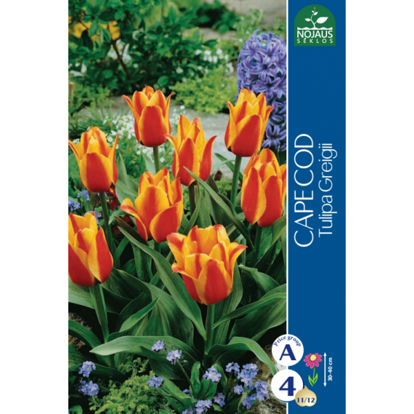 TULPES CAPE COD