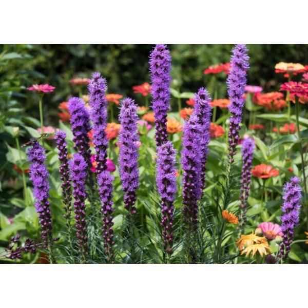 Bee Gentle ziedu sīpolu komplekts 50 gab