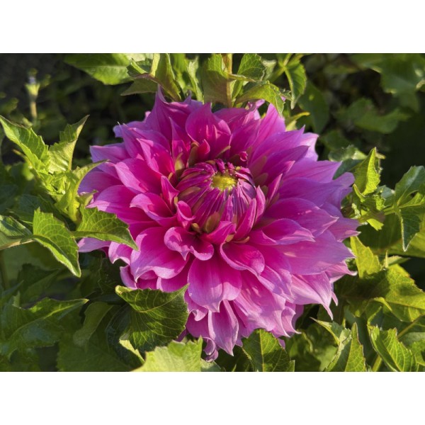 Bee Gentle ziedu sīpolu komplekts 50 gab