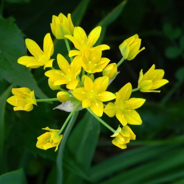 Sunny Buzz ziedu sīpolu komplekts 50 gab