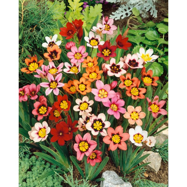 Sunny Buzz ziedu sīpolu komplekts 50 gab