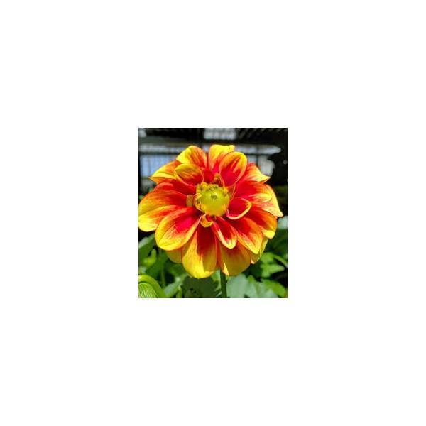 Sunny Buzz ziedu sīpolu komplekts 50 gab