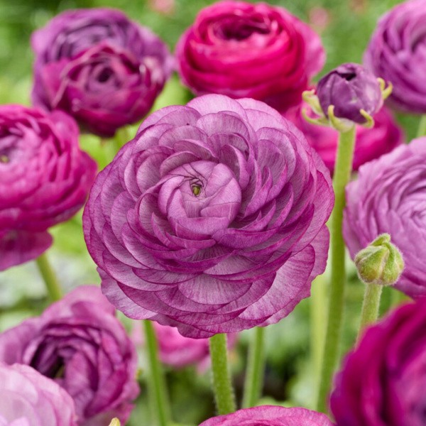 Gundegu maisījums rozā/violets 10 gab.