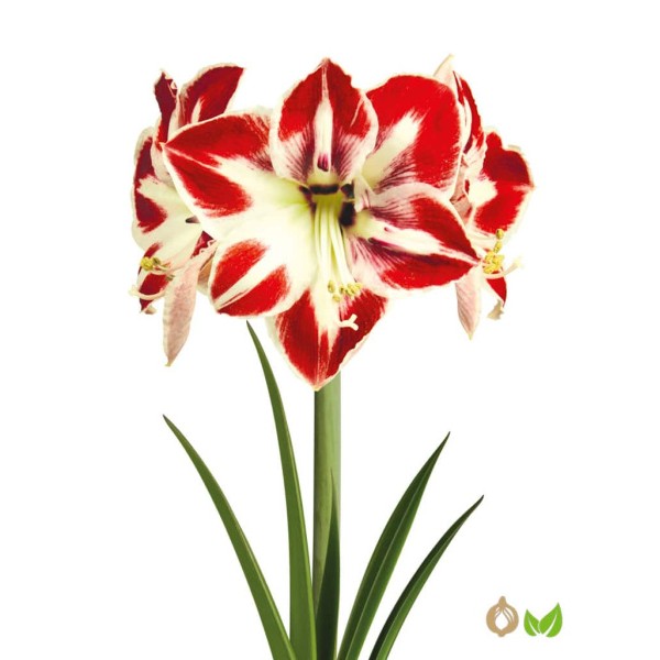 Amarilis Amorita® Esus 1 vnt.