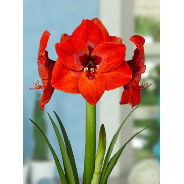 Amarilis Red Lion 1 vnt.