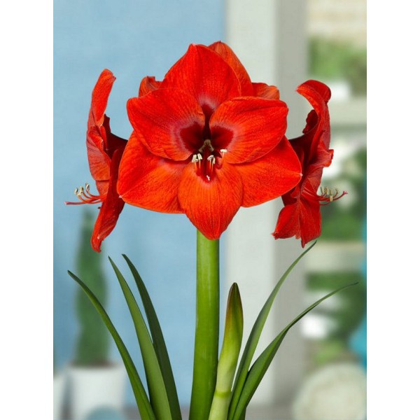 Amarilis Red Lion 1 vnt.