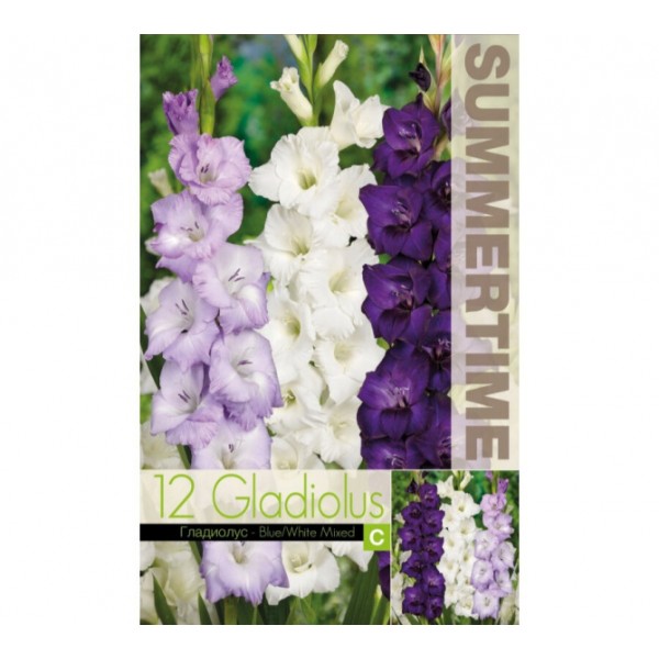 Gladiolu maisījums zils/balts 5 gab.